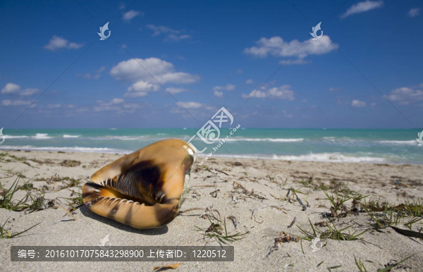 在古巴的海灘上coquilage