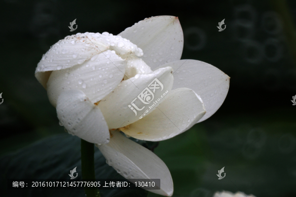 雨荷