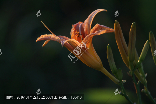 萱草