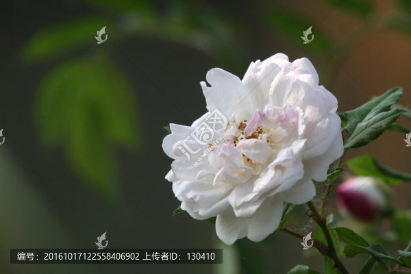 薔薇