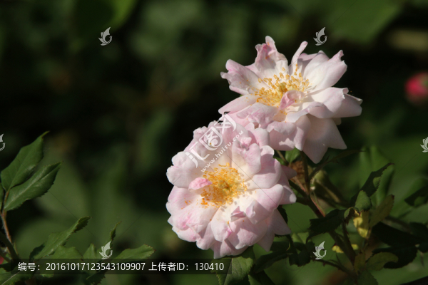 薔薇
