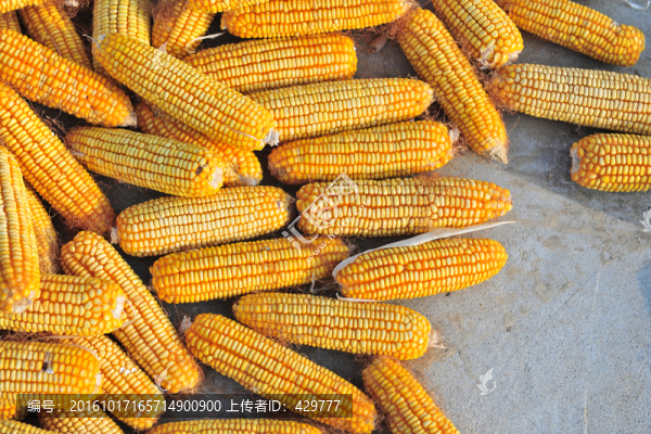 玉米,,苞米