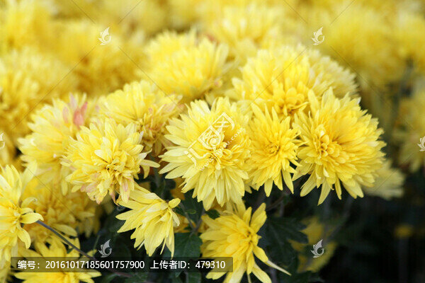 菊花,鮮花,菊展