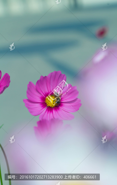 花卉壁紙