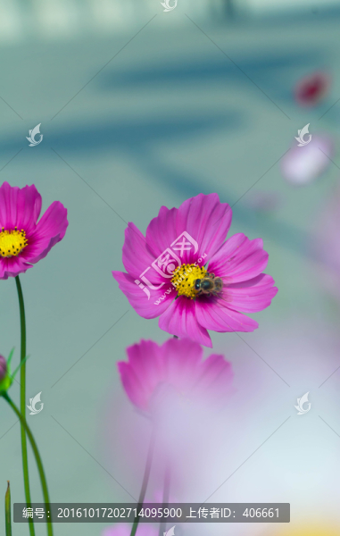 花卉壁紙