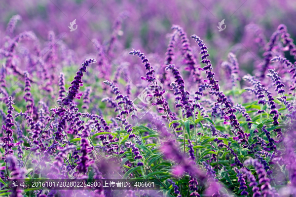 鼠尾草