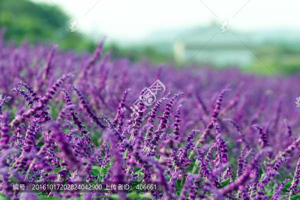 鼠尾草