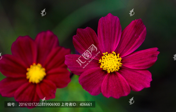 格桑花