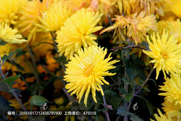 菊花