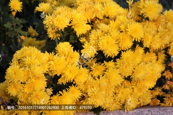 菊花,鮮花,菊展,秋菊,菊花蕾