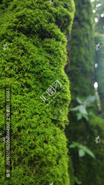 苔蘚