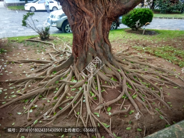 樹根