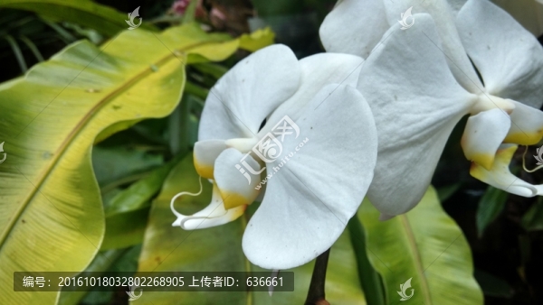 白蘭花