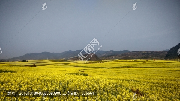 羅平油菜花