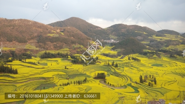 羅平油菜花