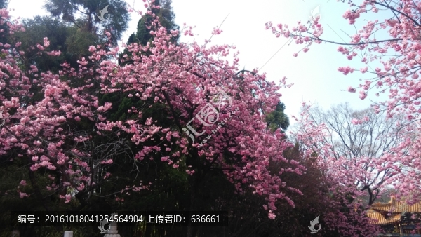櫻花