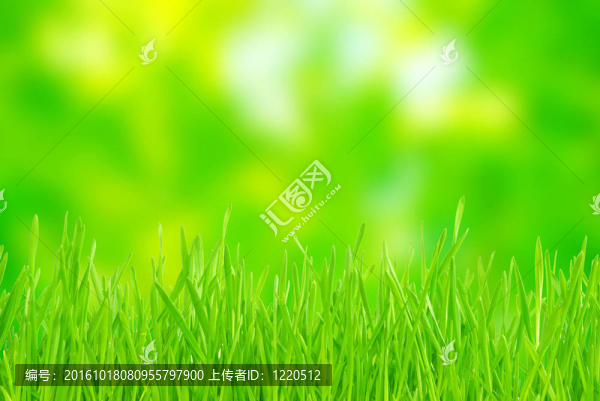 綠色的草