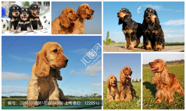 可卡犬