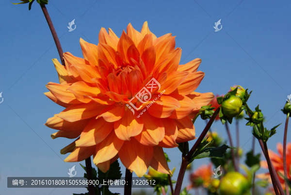 Dahlia,65