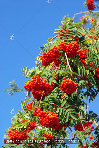 Rowan,08