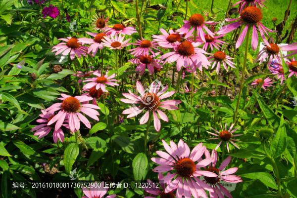 紫Coneflower,22