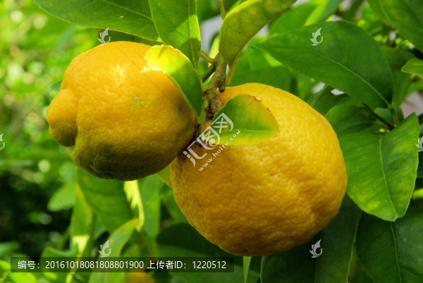 檸檬樹01