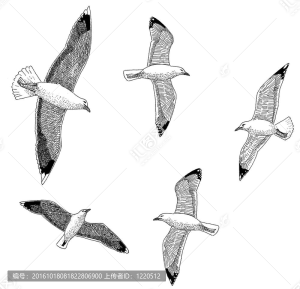 鯡魚