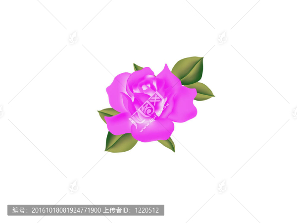 玫瑰