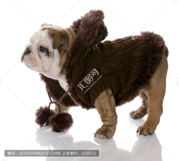 狗穿著棕色毛衣的英國(guó)斗牛犬女九周齡