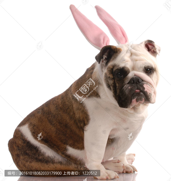 英國斗牛犬穿著粉紅色的兔子耳朵在白色背景上的反射