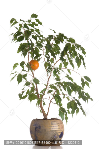 盆栽家樹(shù)
