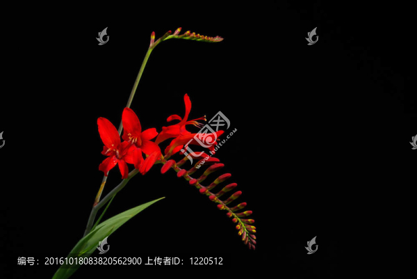 雄02