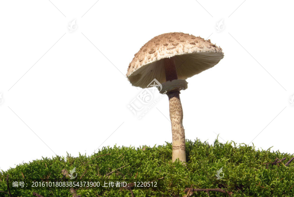 傘菇08