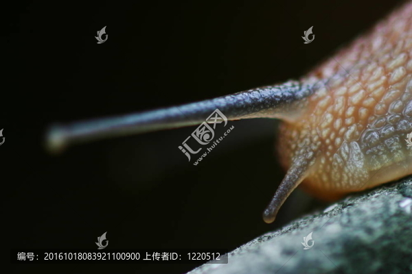 蝸牛