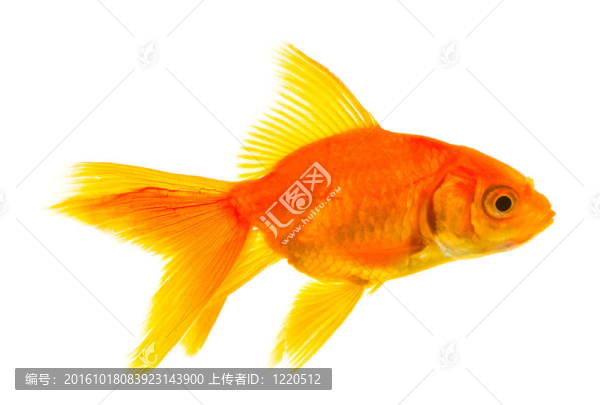 金魚