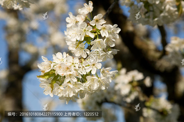櫻花