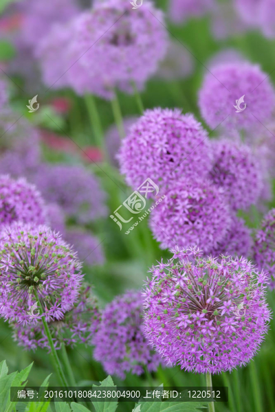 蔥的花