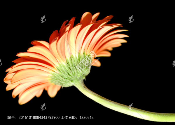 雛菊花特寫照片