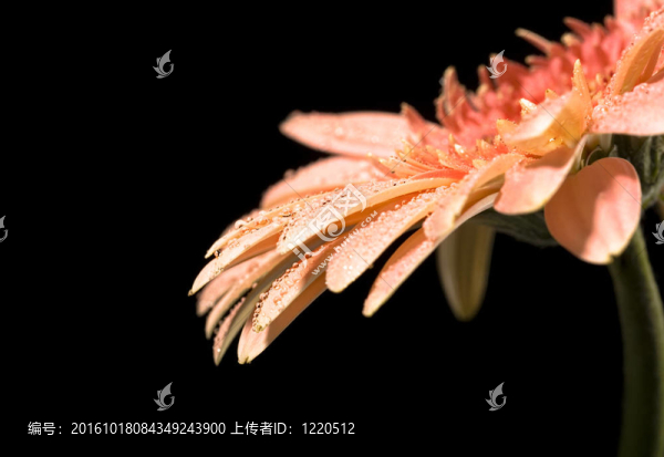 雛菊花特寫(xiě)照片