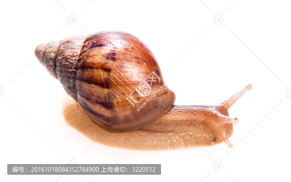 白底蝸牛。