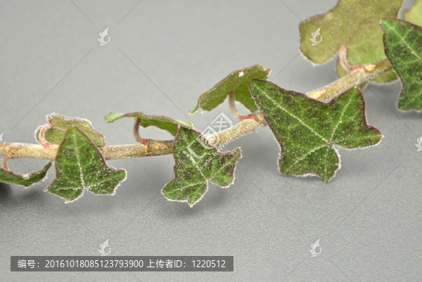 詳細(xì)但簡(jiǎn)單的冰常春藤圖片