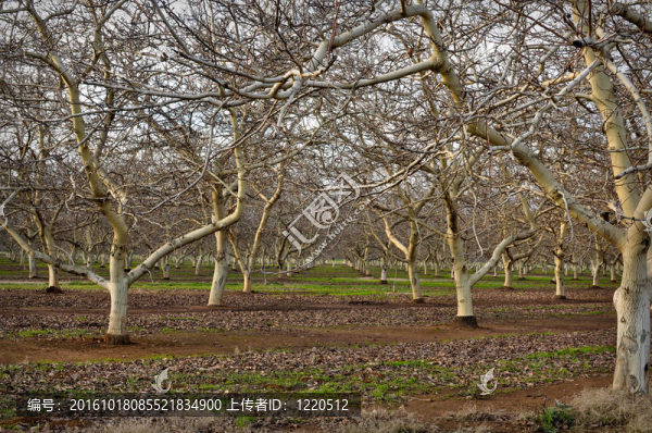 冬季杏樹果園