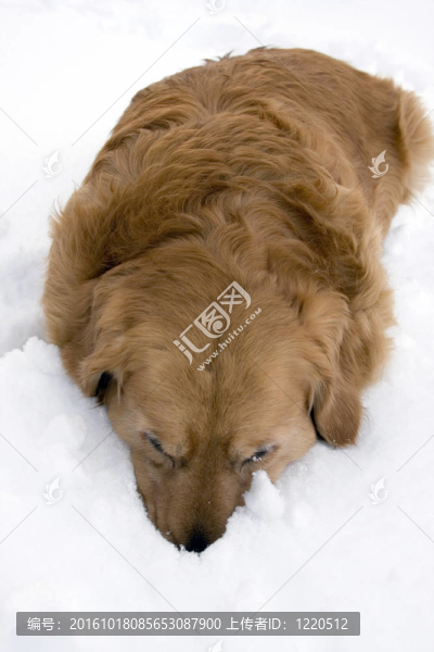 狗在雪中