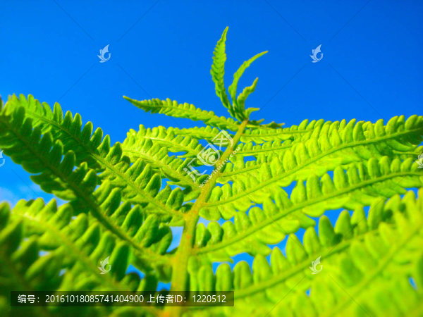 關閉的蕨類植物
