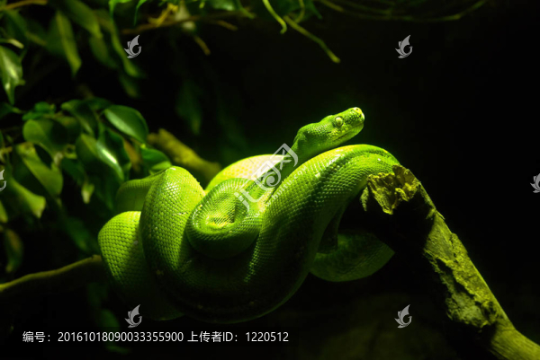 綠色蟒蛇蛇