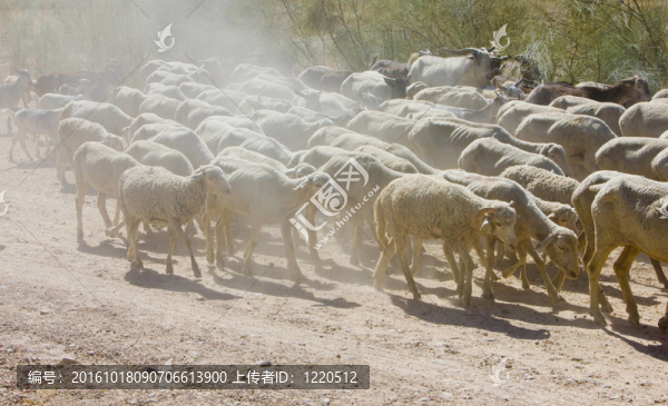 綿羊群；巴達(dá)霍斯?。话Ｋ固乩遵R杜拉；西班牙