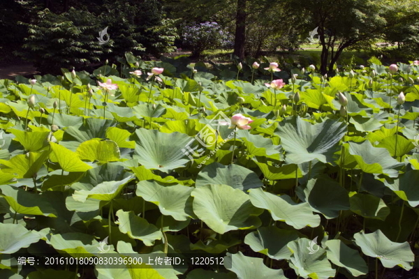 蓮花