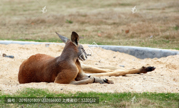在動(dòng)物園的袋鼠
