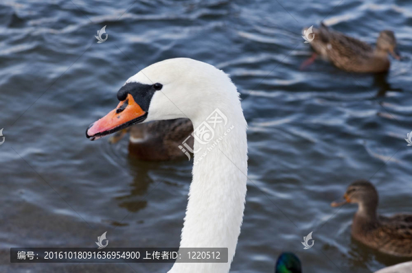 天鵝