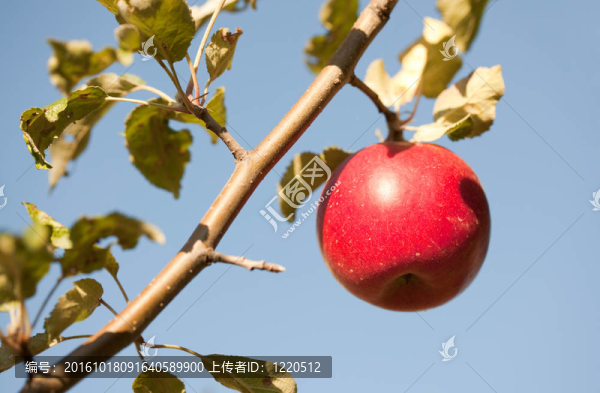 樹上紅蘋果